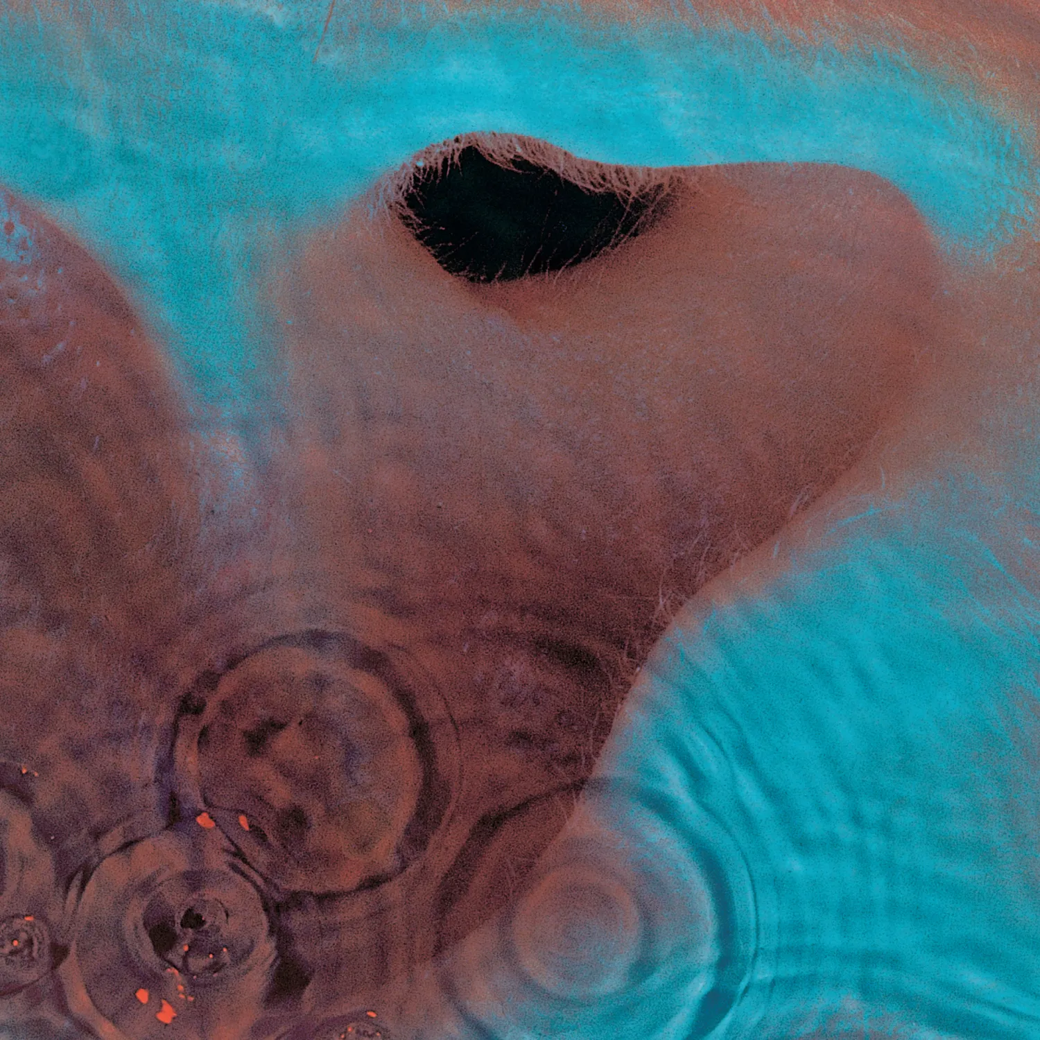 Meddle cover
